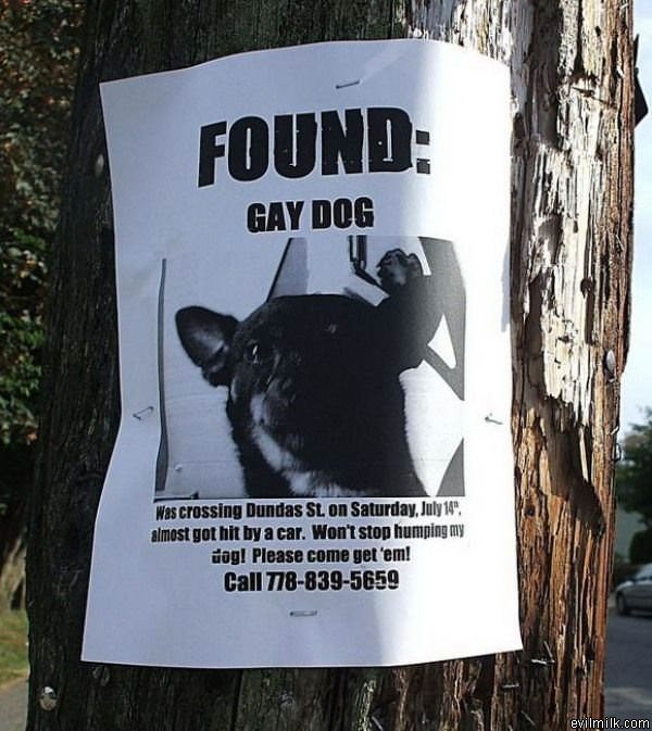 Found Gay Dog