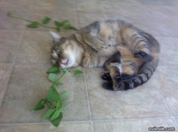 Fresh Catnip