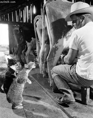 Fresh Milk