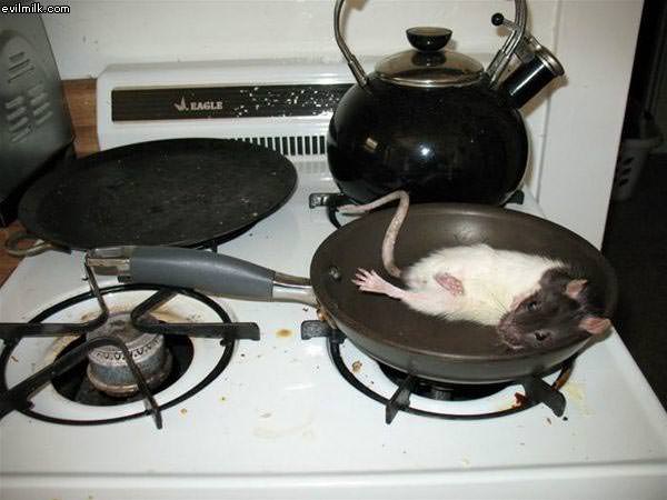 Fried Rat