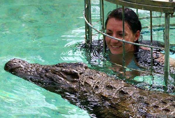 Gator Swimming