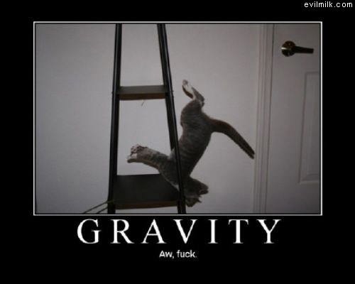 Gravity Cat