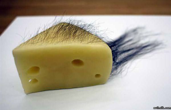 Hairy Cheese