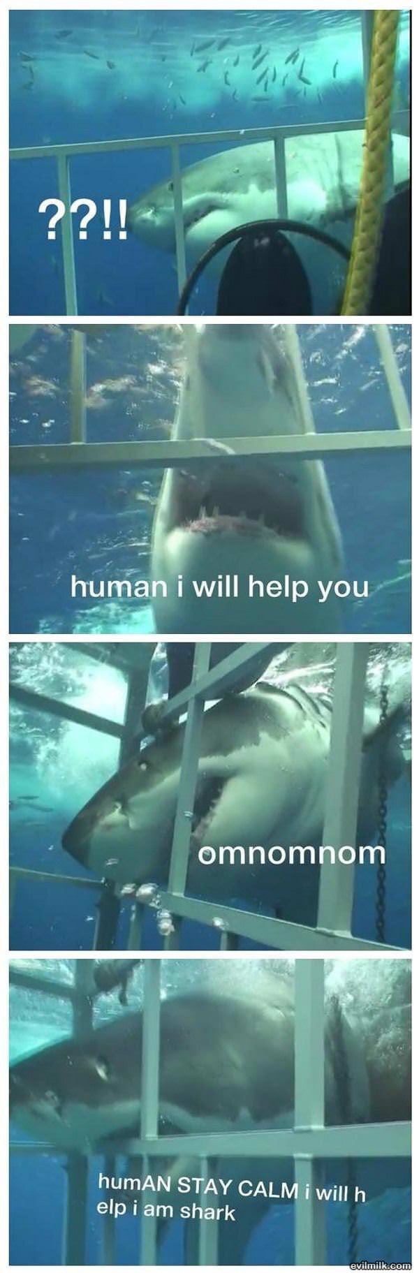 Helpful Shark