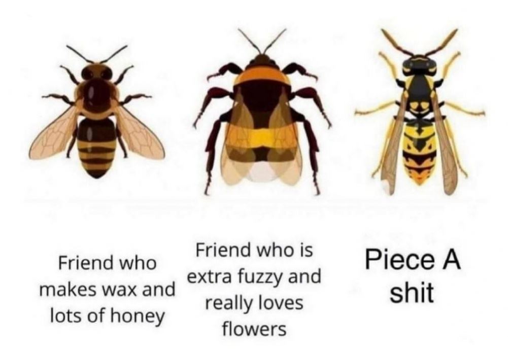 Here Is A List Of Bees