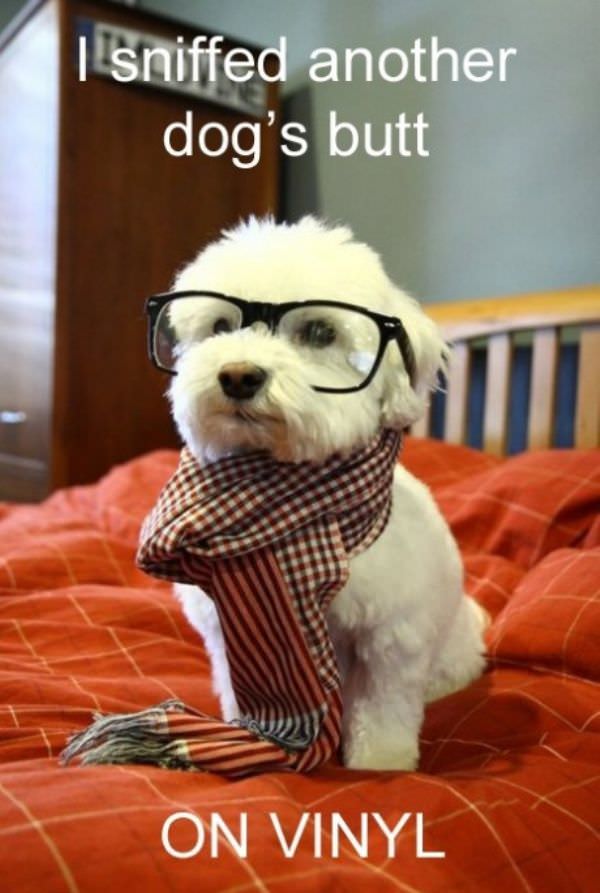 Hipster Dog