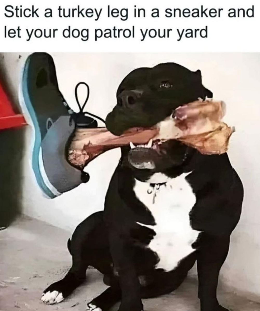 How_To_Protect_Your_Yard.jpg