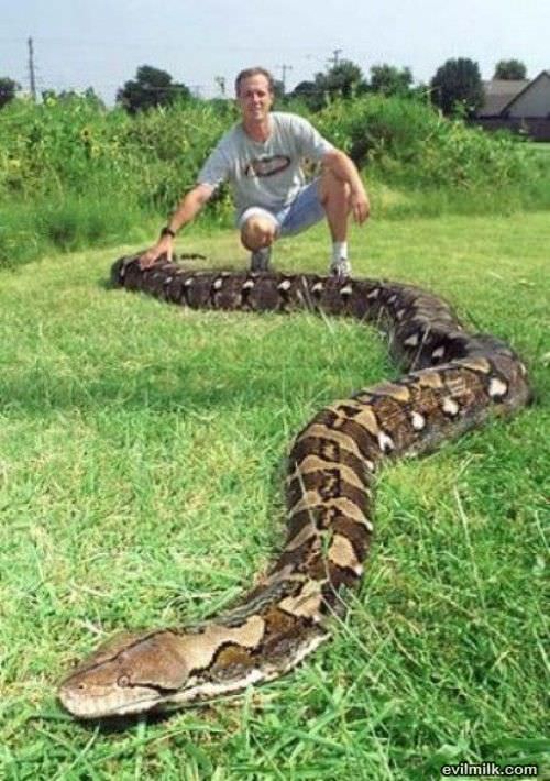 Huge Snake