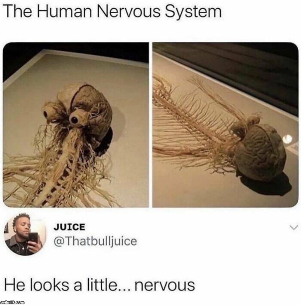 Human Nervous System