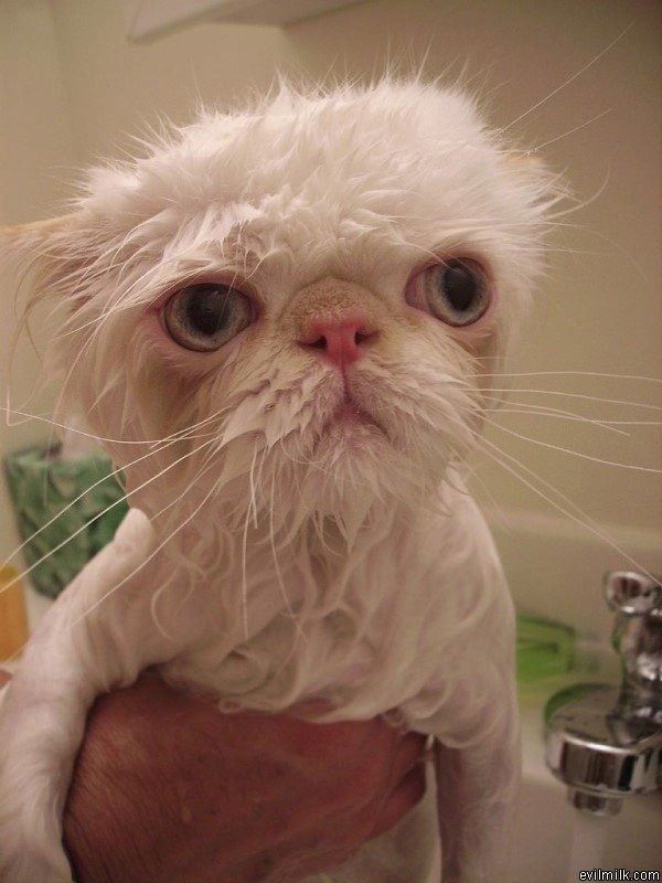 I Are Wet Cat