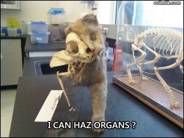 I Can Haz Organz