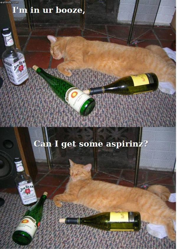 In Your Booze Cat