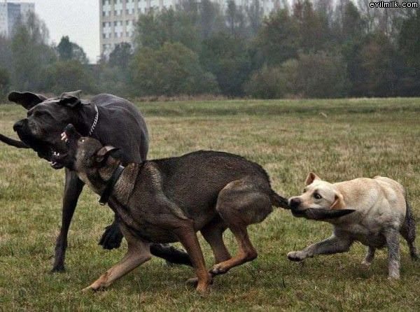 Insane Dog Fight