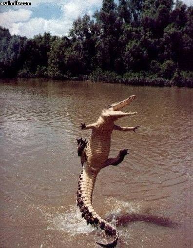 Jumping Gator