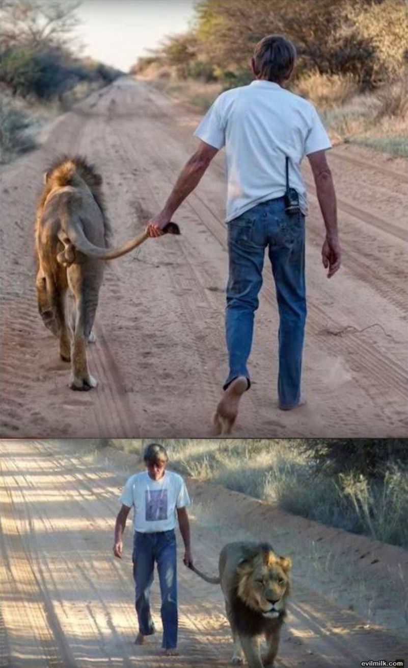 Just Walking His Lion