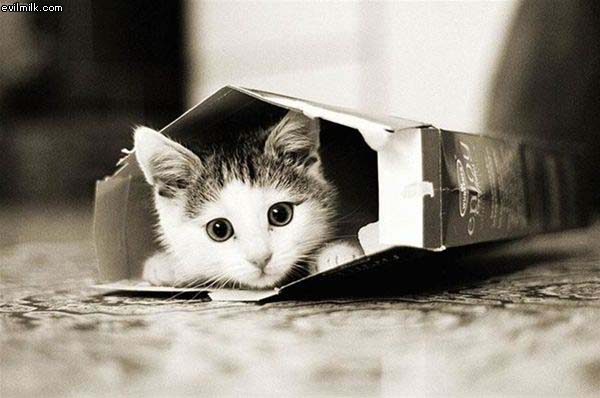 Kitten In A Box