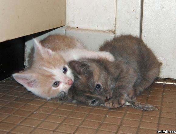 Kitten Wrestle