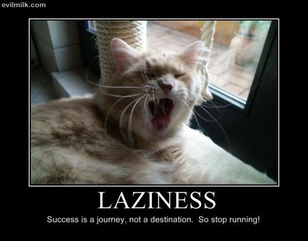 Laziness Cat