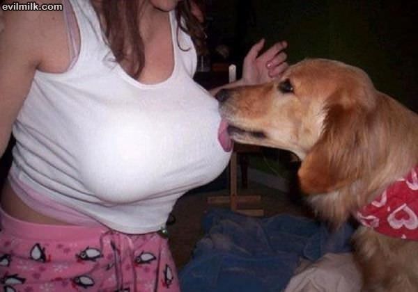 Lick It Off Dog