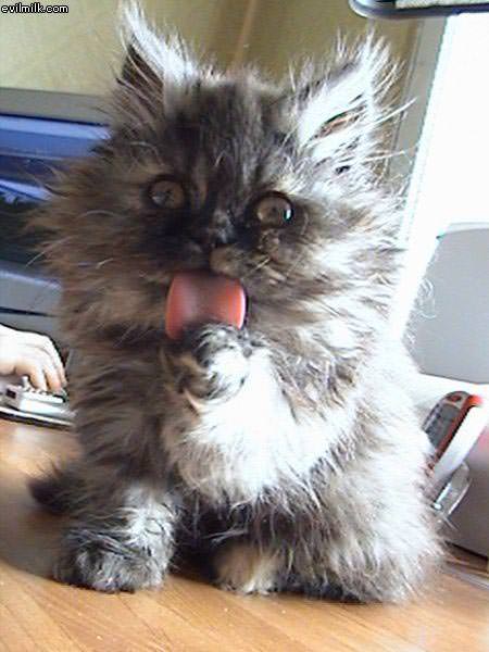 Licking Cat