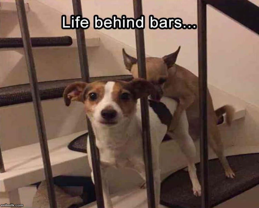 Life Behind Bars