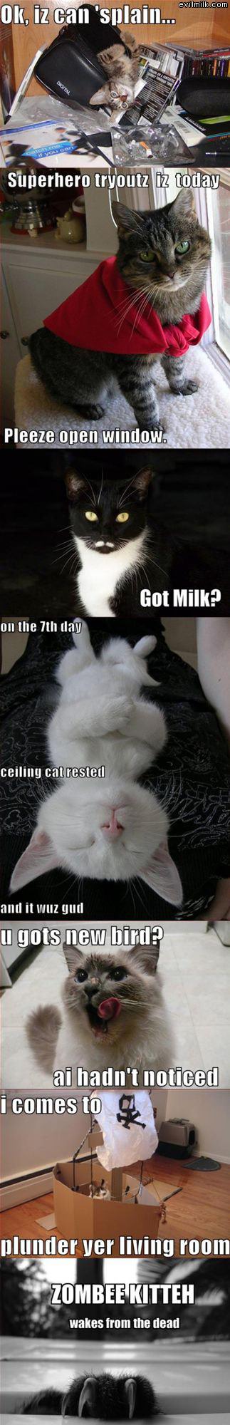 Lolcat Compilation