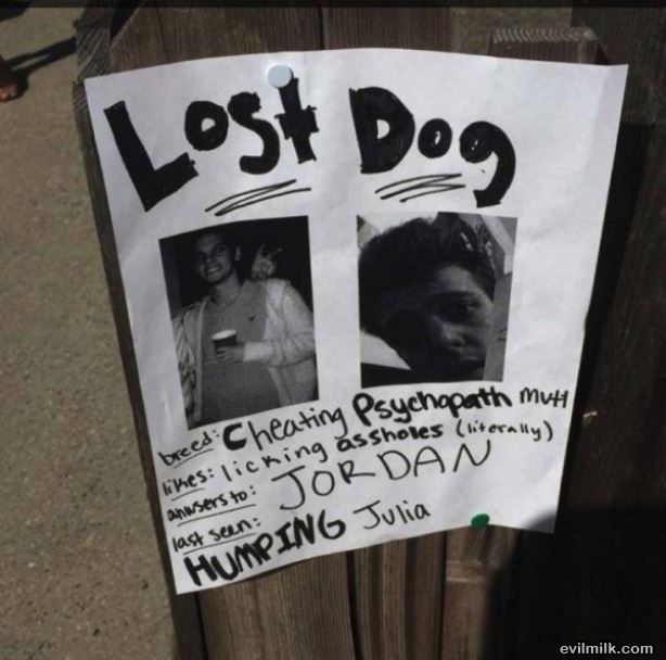 Lost Dog