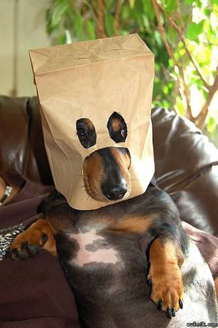 Masked Dog