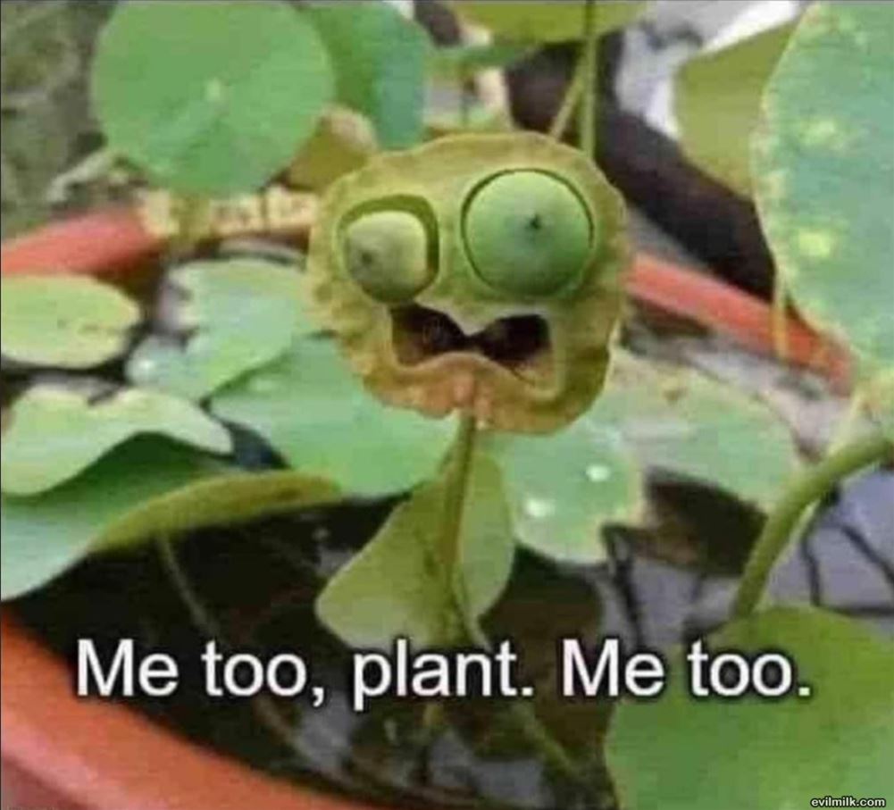 Me Too Plant