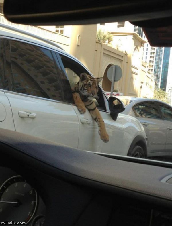 Meanwhile In Dubai