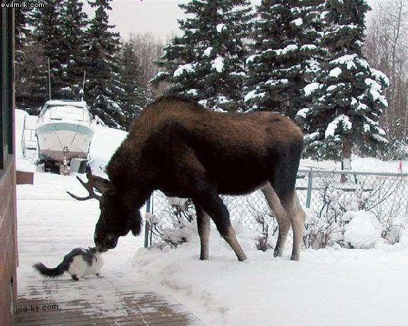 Moose