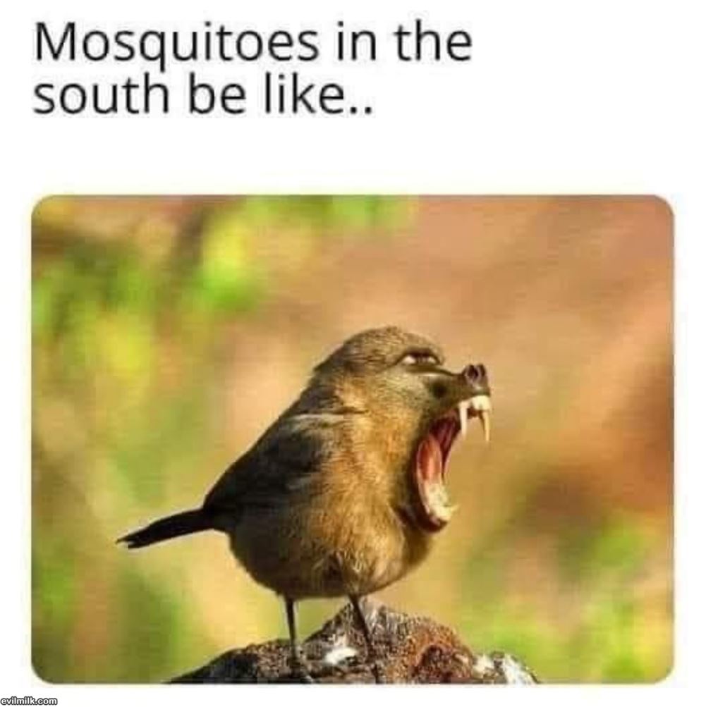 Mosquitos In The South