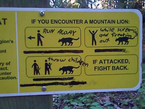 Mountain Lions