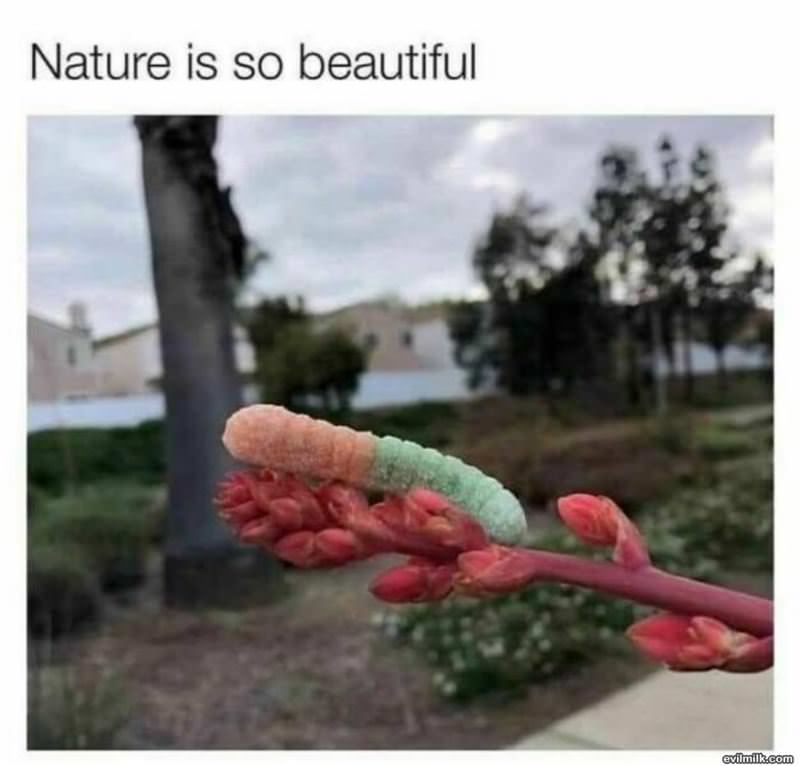 Nature Is Beautiful