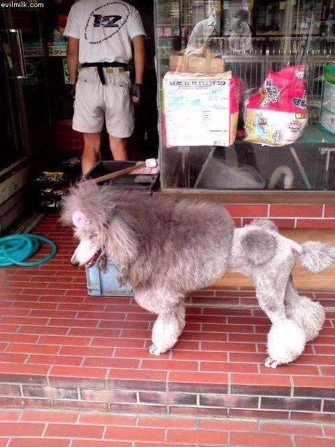 Nice Haircut