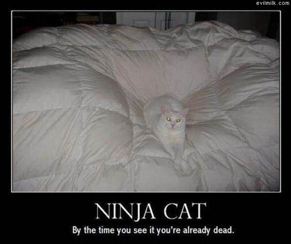 Ninja Cat