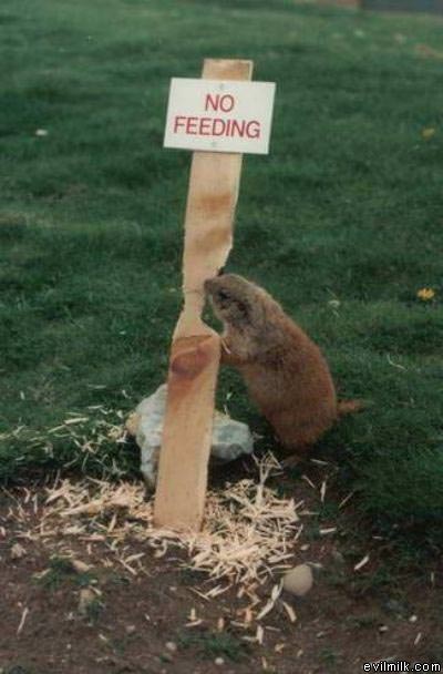 No Feeding Here