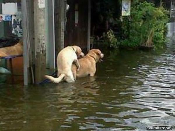 No Flood Will Stop Them