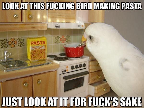 Pasta Bird