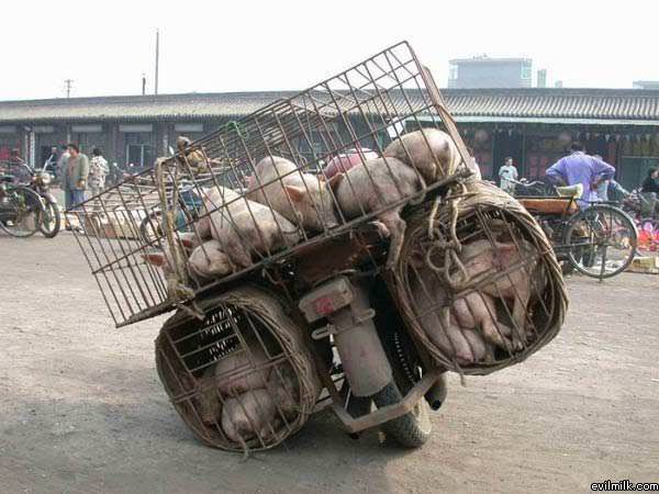 Pig Delivery