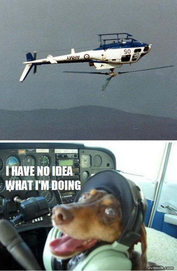 Pilot Dog