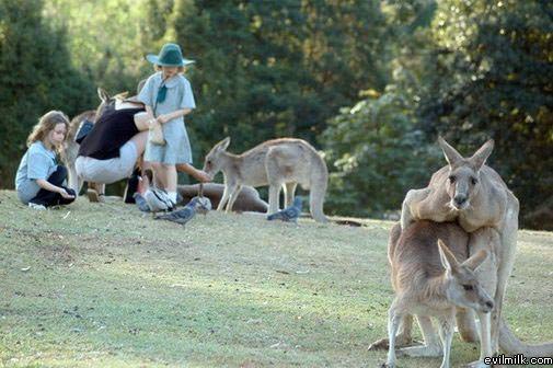 Playful Kangaroos