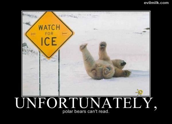 Polar Bears Cant Read