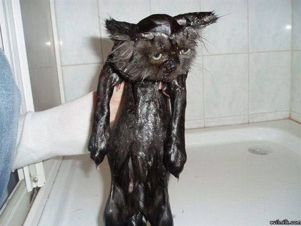 Pussy Cat Is Wet