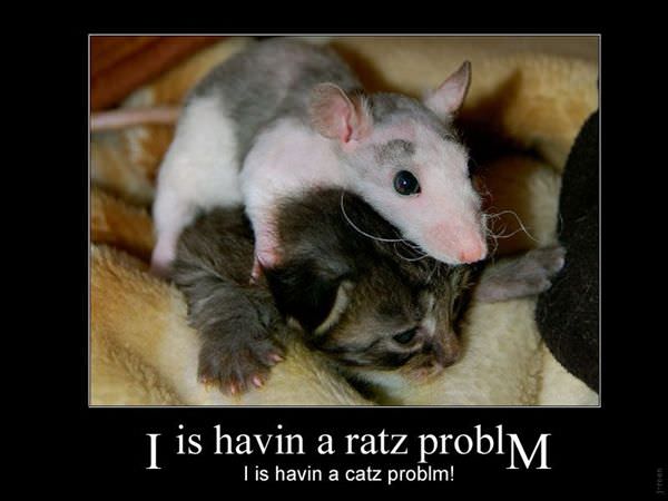 Ratz Problemz