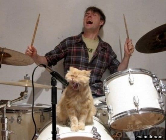 Rock Star Cat