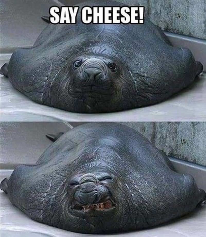 Say Cheese