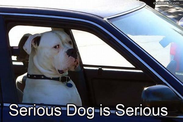 Serious Dog Is Serious