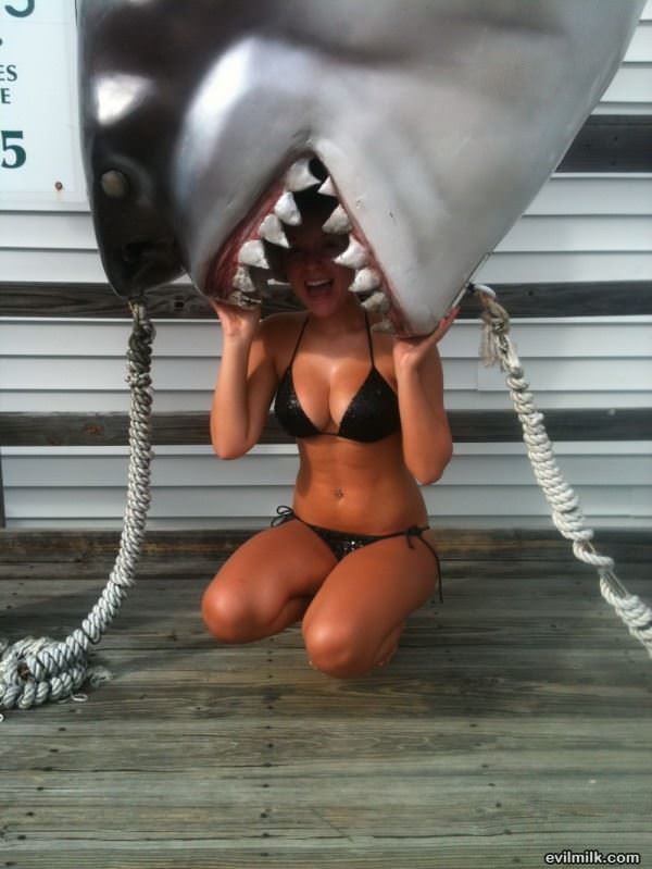 Shark Attack