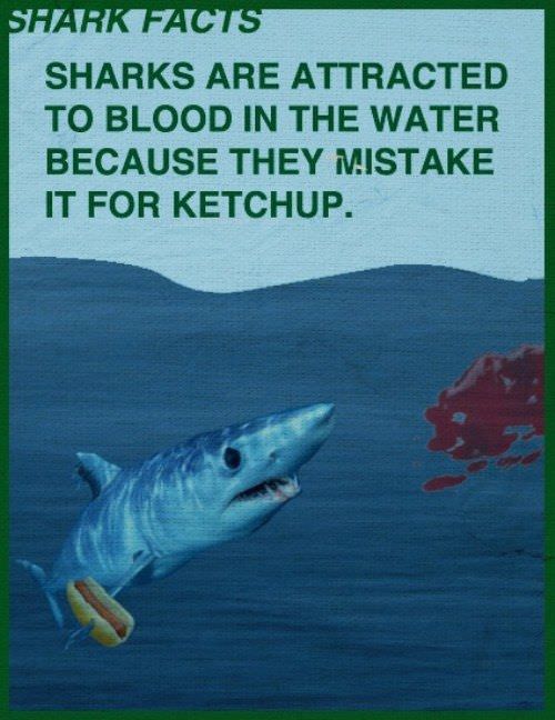 Shark Facts